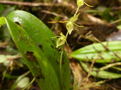 Pleurothallis antennifera
