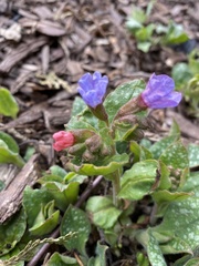 Pulmonaria