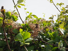 Passer domesticus