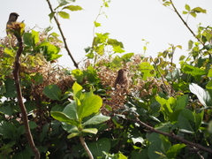 Passer domesticus