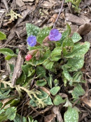Pulmonaria