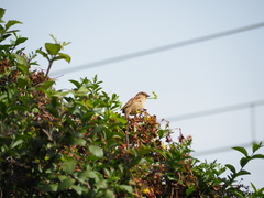Passer domesticus