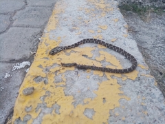 Mastigodryas pulchriceps