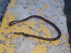 Mastigodryas pulchriceps