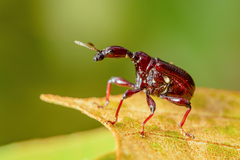 Apoderini