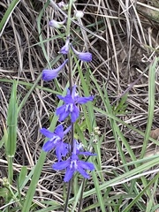 Delphinium carolinianum