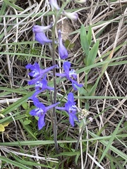 Delphinium carolinianum
