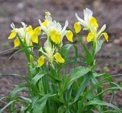Iris bucharica