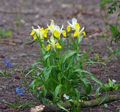 Iris bucharica