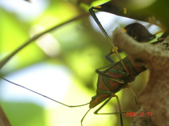 Diactor bilineatus