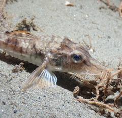 Podothecus accipenserinus