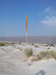 Dasylirion cedrosanum