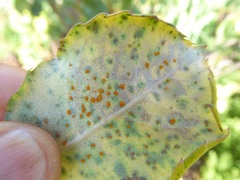 Puccinia malvacearum