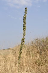 Drimia maritima
