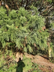 Sequoiadendron giganteum