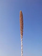 Dasylirion cedrosanum