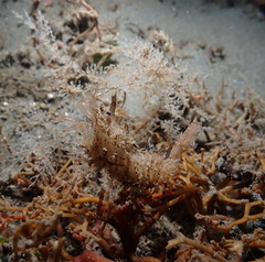 Paracrangon echinata