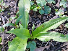 Allium ursinum