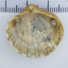 Acanthocardia paucicostata
