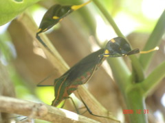 Diactor bilineatus