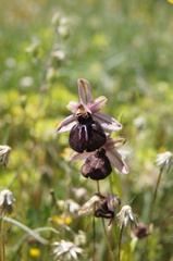 Ophrys sphegodes sipontensis