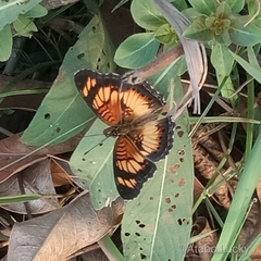 Junonia sophia sophia
