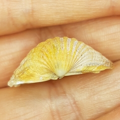 Acanthocardia paucicostata