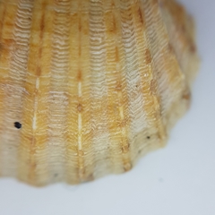 Acanthocardia paucicostata