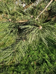 Pinus nigra laricio