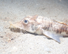 Podothecus accipenserinus