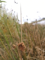 Juncus procerus