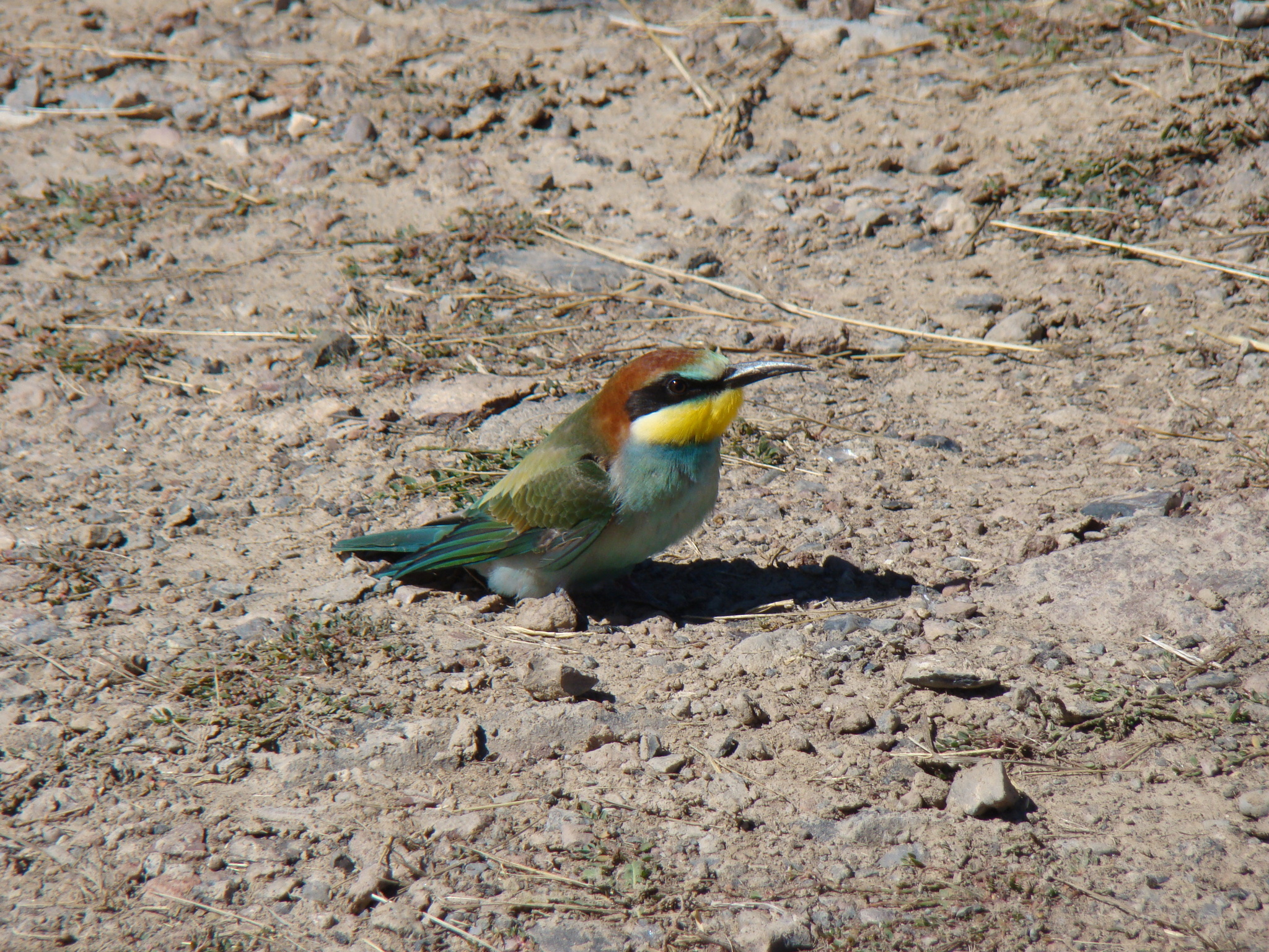 European Bee-eater
