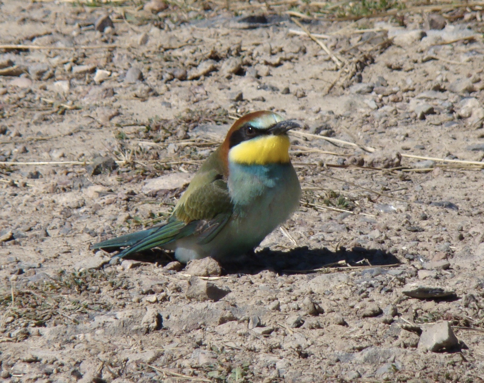 European Bee-eater