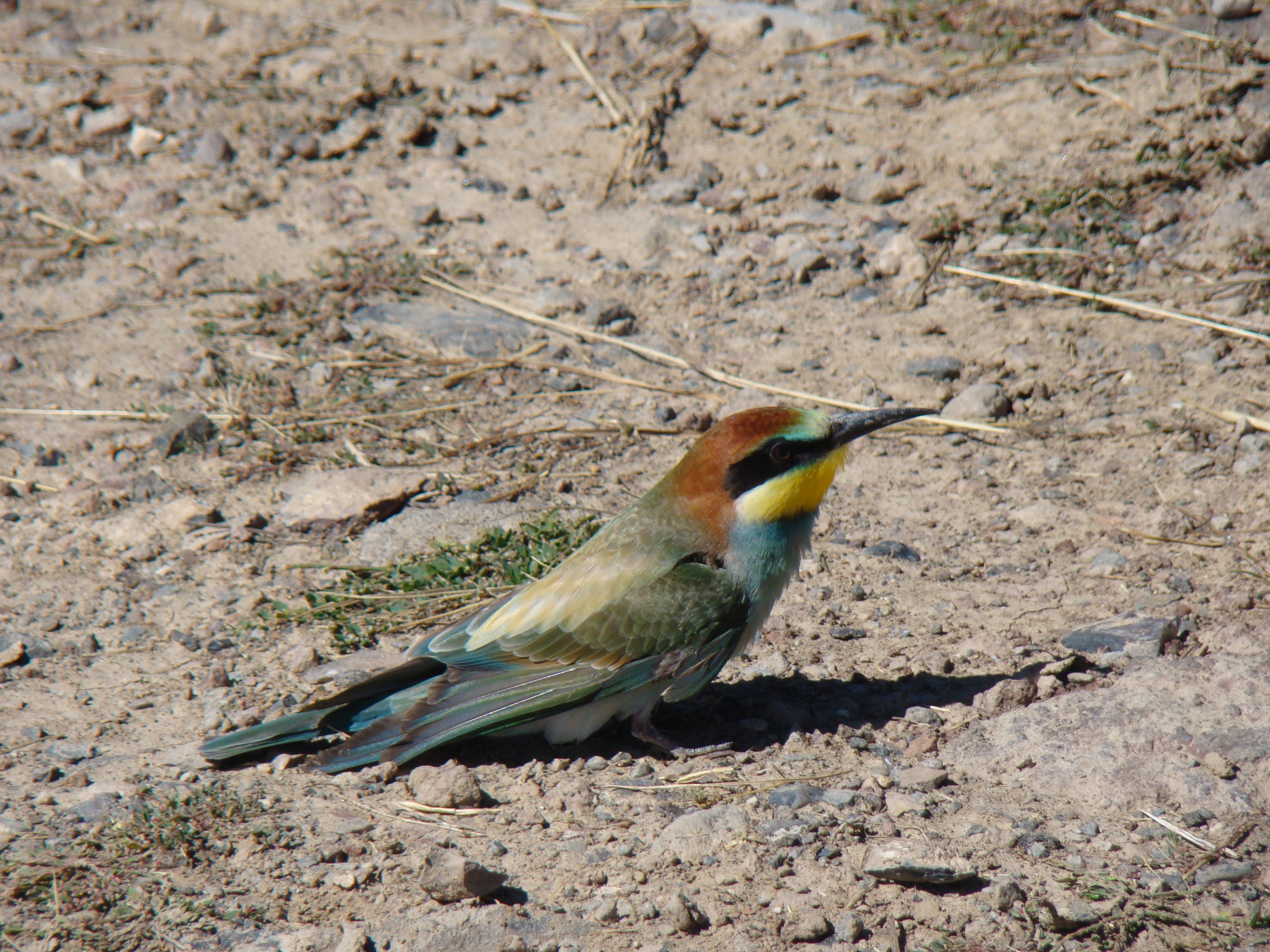 European Bee-eater