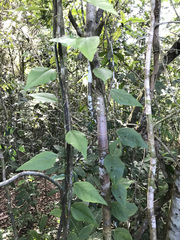 Passiflora auriculata