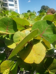 Coccoloba uvifera
