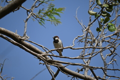 Passer domesticus