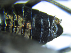 Pristiphora thalictri