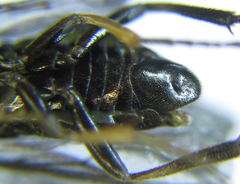 Pristiphora thalictri