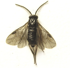 Pristiphora thalictri