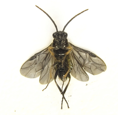 Pristiphora thalictri