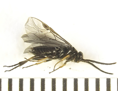 Pristiphora thalictri