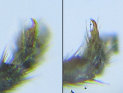 Pristiphora thalictri