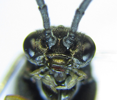 Pristiphora thalictri