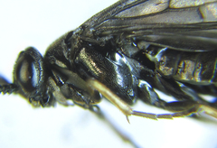 Pristiphora thalictri