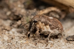 Glocianus