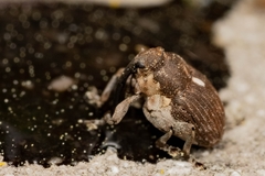 Glocianus