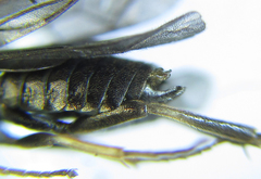 Pristiphora thalictri