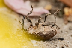 Glocianus