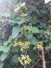 Colignonia
